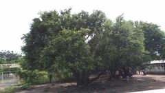 Ebenopsis caesalpinioides