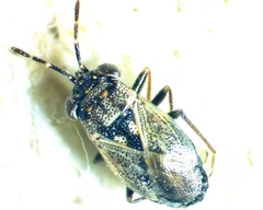 Geocoris floridanus