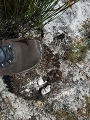 Panthera pardus pardus