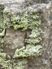 Heterodermia albicans