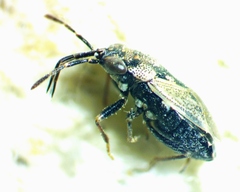 Geocoris floridanus