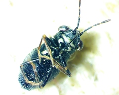 Geocoris floridanus