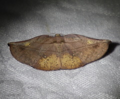Xenomusa metallica