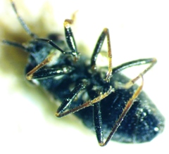 Geocoris floridanus