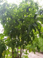 Melicoccus bijugatus