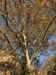 Platanus × hispanica