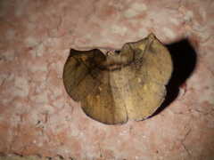 Xenomusa metallica
