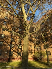 Platanus × hispanica