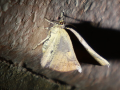Xenomusa metallica
