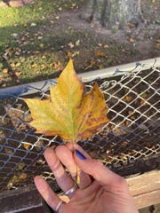 Platanus × hispanica