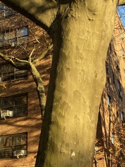 Platanus × hispanica