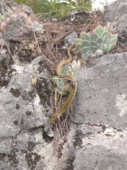 Gerrhonotus ophiurus