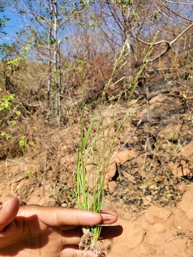 Eragrostis glomerata iNat (3)
