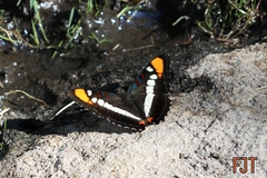 Adelpha bredowii