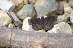 Staphylus hayhurstii