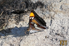 Adelpha bredowii
