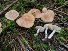 Gerhardtia