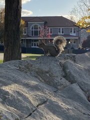 Sciurus carolinensis