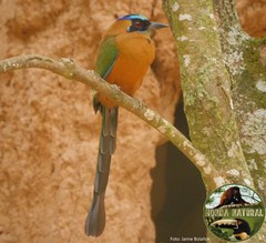 Momotus subrufescens