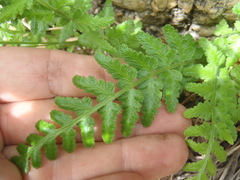 Woodsia cochisensis