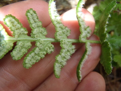 Woodsia cochisensis