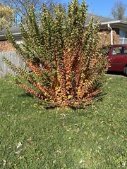Magnoliopsida