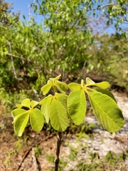 Vitex waterlotii image