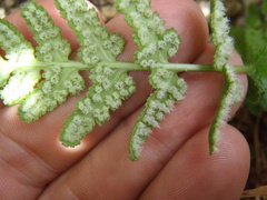 Woodsia cochisensis