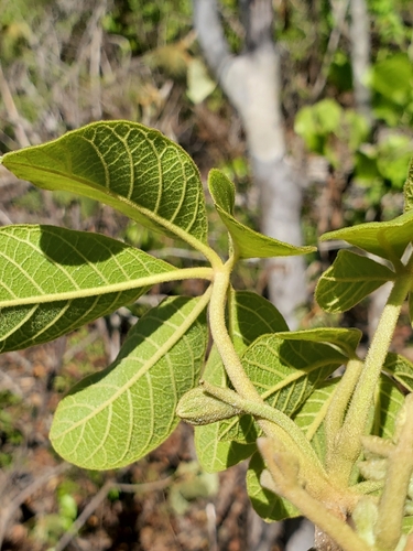 Vitex waterlotii image