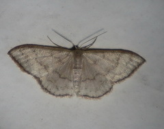 Idaea coercita
