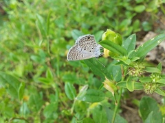 Hemiargus