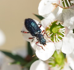 Phlogistus cribratus