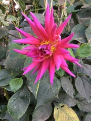 Dahlia imperialis