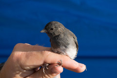 Junco hyemalis carolinensis