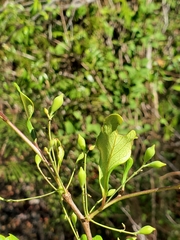 Terminalia boivinii