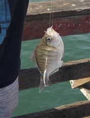 Hyperprosopon argenteum