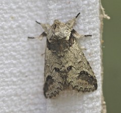 Antithemerastis acrobela