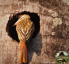 Myiodynastes maculatus