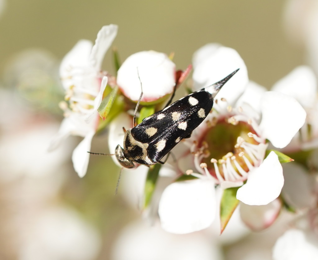 Mordella novemmaculata