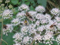 Leucozona glaucia
