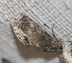 Zalissa catocalina