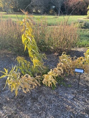 Amsonia illustris