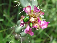 Calomacraspis splendens