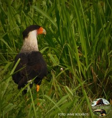 Caracara plancus