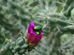 Calomacraspis splendens