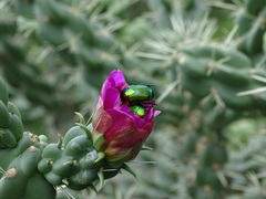 Calomacraspis splendens
