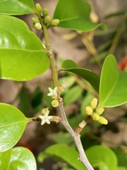 Olacaceae