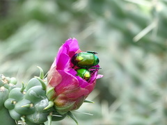 Calomacraspis splendens