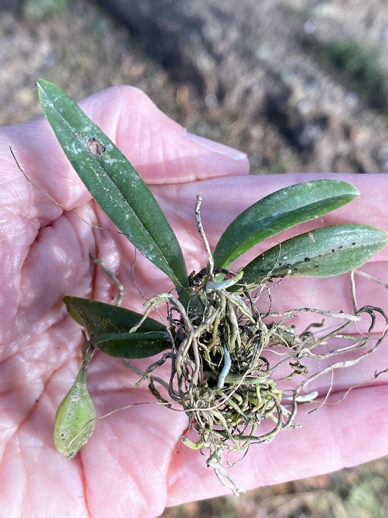 Leochilus johnstonii