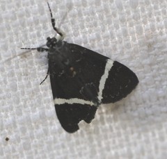 Coenotoca subaspersa